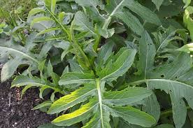 Attēlu rezultāti vaicājumam “Cirsium oleraceum leaf”