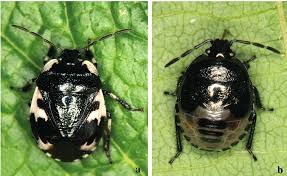 Attēlu rezultāti vaicājumam “Tritomegas bicolor nymph”