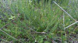 Attēlu rezultāti vaicājumam “Filipendula vulgaris fruit”