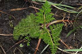 Attēlu rezultāti vaicājumam “Oenanthe aquatica”