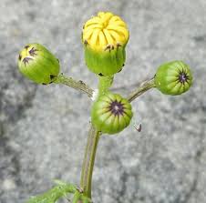 Attēlu rezultāti vaicājumam “Senecio vernalis bud”