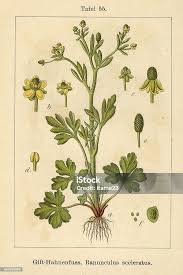 Attēlu rezultāti vaicājumam “Ranunculus sceleratus”