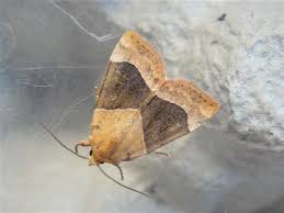 Attēlu rezultāti vaicājumam “Cosmia trapezina”