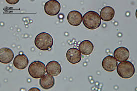 Attēlu rezultāti vaicājumam “Diderma hemisphaericum”
