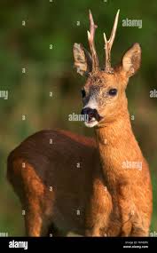 Attēlu rezultāti vaicājumam “Capreolus capreolus”