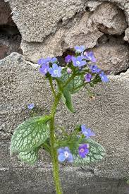 Attēlu rezultāti vaicājumam “Brunnera macrophylla flower”