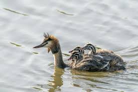 Attēlu rezultāti vaicājumam “Podiceps cristatus juvenile”