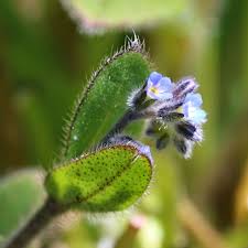 Attēlu rezultāti vaicājumam “Myosotis ramosissima flower”