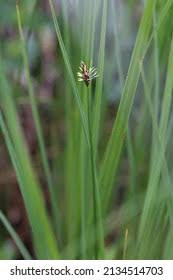 Attēlu rezultāti vaicājumam “Eleocharis uniglumis”