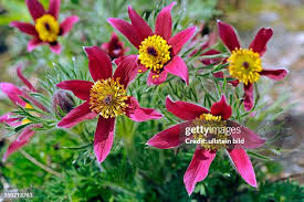 Image result for Kuhschelle