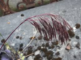 Attēlu rezultāti vaicājumam “Anisantha tectorum”