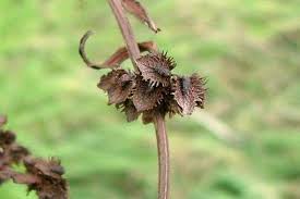 Attēlu rezultāti vaicājumam “Rumex aquaticus bud”