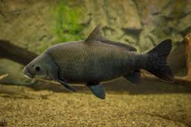 Image result for Ictiobus niger