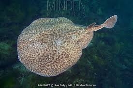 Image result for Torpedo marmorata