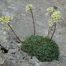 Attēlu rezultāti vaicājumam “Saxifraga cymbalaria flower”