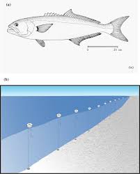 Image result for Pomatomus saltatrix