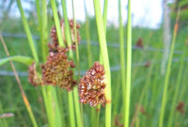 Attēlu rezultāti vaicājumam “Juncus conglomeratus fruit”