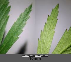 Attēlu rezultāti vaicājumam “Cicuta virosa leaf”