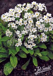 Image result for Myosotis sylvatica