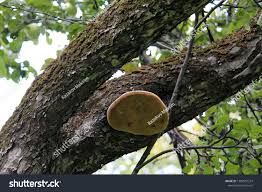 Attēlu rezultāti vaicājumam “Phellinus nigricans”