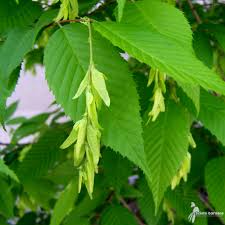 Attēlu rezultāti vaicājumam “Carpinus caroliniana”