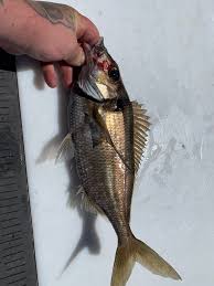 Image result for Dulverton Angling Association