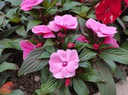 Attēlu rezultāti vaicājumam “Balsaminaceae”