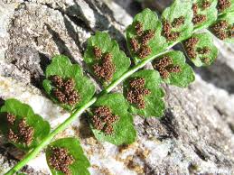Attēlu rezultāti vaicājumam “Asplenium viride”