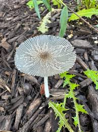 Attēlu rezultāti vaicājumam “Coprinus lagopus”
