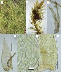 Attēlu rezultāti vaicājumam “Bryoerythrophyllum recurvirostrum sporophyte”