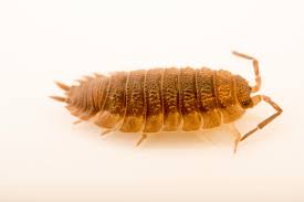 Attēlu rezultāti vaicājumam “Porcellio scaber”