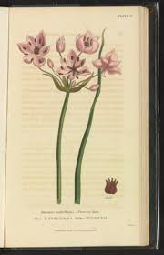 Attēlu rezultāti vaicājumam “Butomus umbellatus”