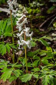 Attēlu rezultāti vaicājumam “Corydalis cava leaf”