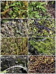 Attēlu rezultāti vaicājumam “Anastrophyllum minutum”