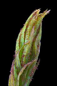 Attēlu rezultāti vaicājumam “Orthotrichum lyellii”