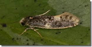 Attēlu rezultāti vaicājumam “Monopis weaverella”