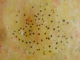 Attēlu rezultāti vaicājumam “Ptilidium pulcherrimum sporophyte”