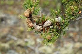 Attēlu rezultāti vaicājumam “Pinus banksiana”