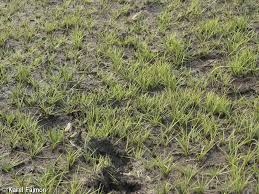 Attēlu rezultāti vaicājumam “Isoetes echinospora”