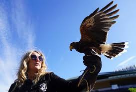 Image result for Wimbledon Hawks