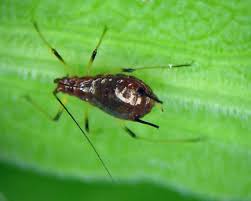 Attēlu rezultāti vaicājumam “Uroleucon hypochoeridis”