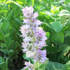 Image result for Salvia sclarea