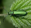File:Lytta-vesicatoria.jpg - Wikipedia, the free encyclopedia