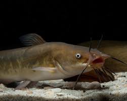 Image result for Ameiurus catus