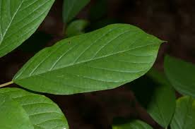 Attēlu rezultāti vaicājumam “Frangula alnus leaf”