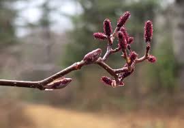 Attēlu rezultāti vaicājumam “Alnus incana bud”