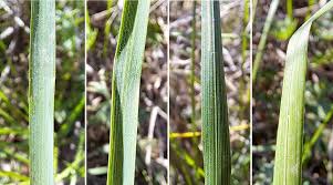 Attēlu rezultāti vaicājumam “Poa remota leaf”