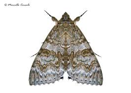 Attēlu rezultāti vaicājumam “Catocala nupta”