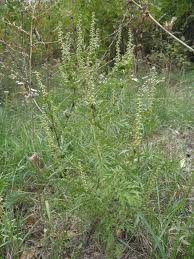 Attēlu rezultāti vaicājumam “Ambrosia artemisiifolia fruit”