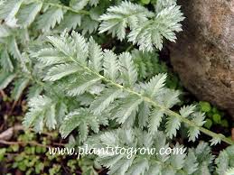 Attēlu rezultāti vaicājumam “Argentina anserina bud”